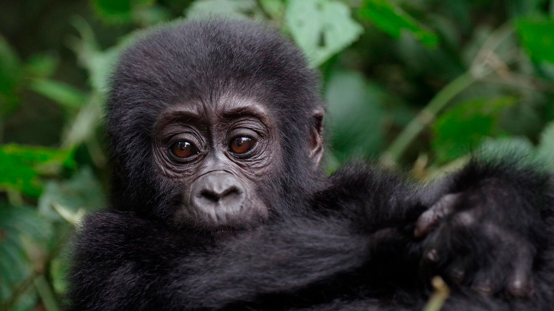 Ruanda-gorillat-kwitaizina.jpg